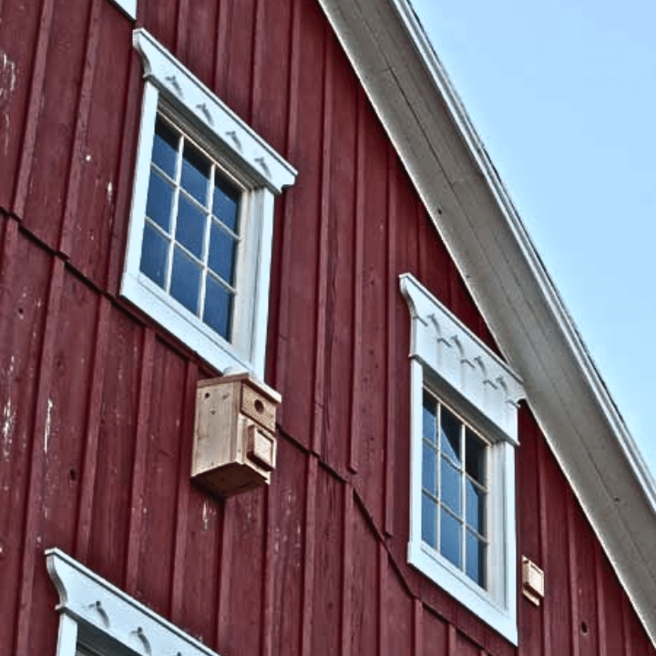 How To Stop Woodpeckers From Damaging Your Wood Siding